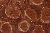 Polished Stromatolite (Jurusania) From Russia - Million Years #362943-1